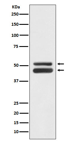 JNK1/3 Rabbit Polyclonal Antibody