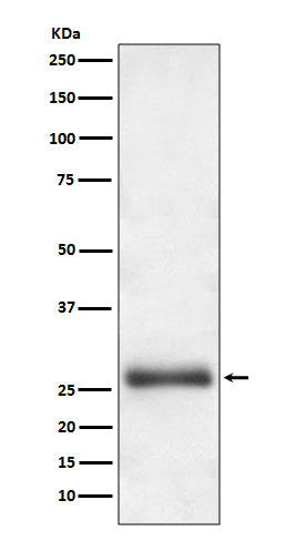 ATG10 Rabbit Polyclonal Antibody