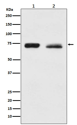 NF2 Rabbit Polyclonal Antibody