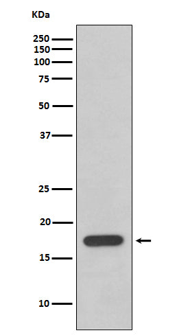 Cyclophilin F Rabbit Polyclonal Antibody