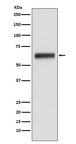 Human IgG3 Rabbit Polyclonal Antibody