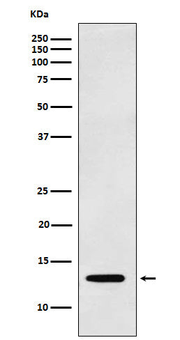 Galectin 1 Rabbit Polyclonal Antibody