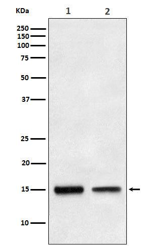 TGF alpha Rabbit Polyclonal Antibody