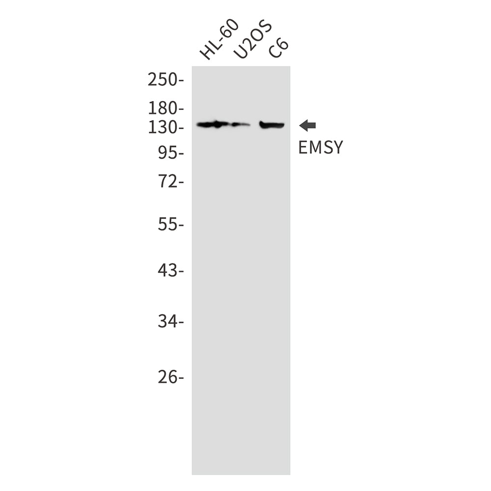 EMSY Rabbit Polyclonal Antibody