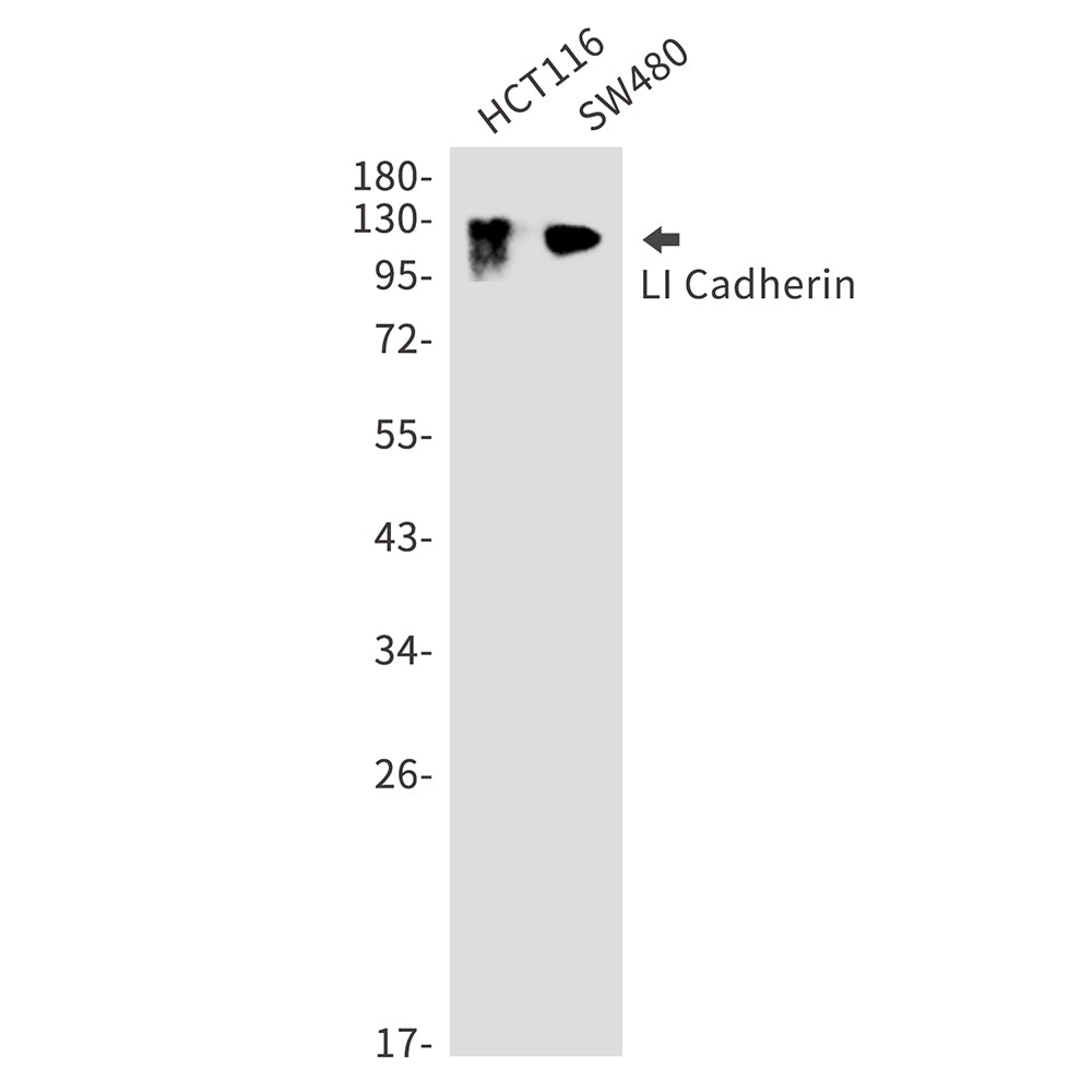 LI Cadherin Rabbit Polyclonal Antibody