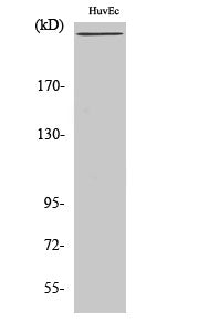 Factor VIII Rabbit Polyclonal Antibody