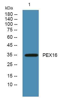 PEX16 Rabbit Polyclonal Antibody