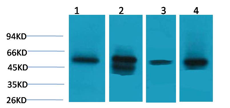 Lactate Dehydrogenase D Rabbit Polyclonal Antibody