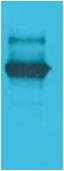 LexA DNA Binding Region Rabbit Polyclonal Antibody