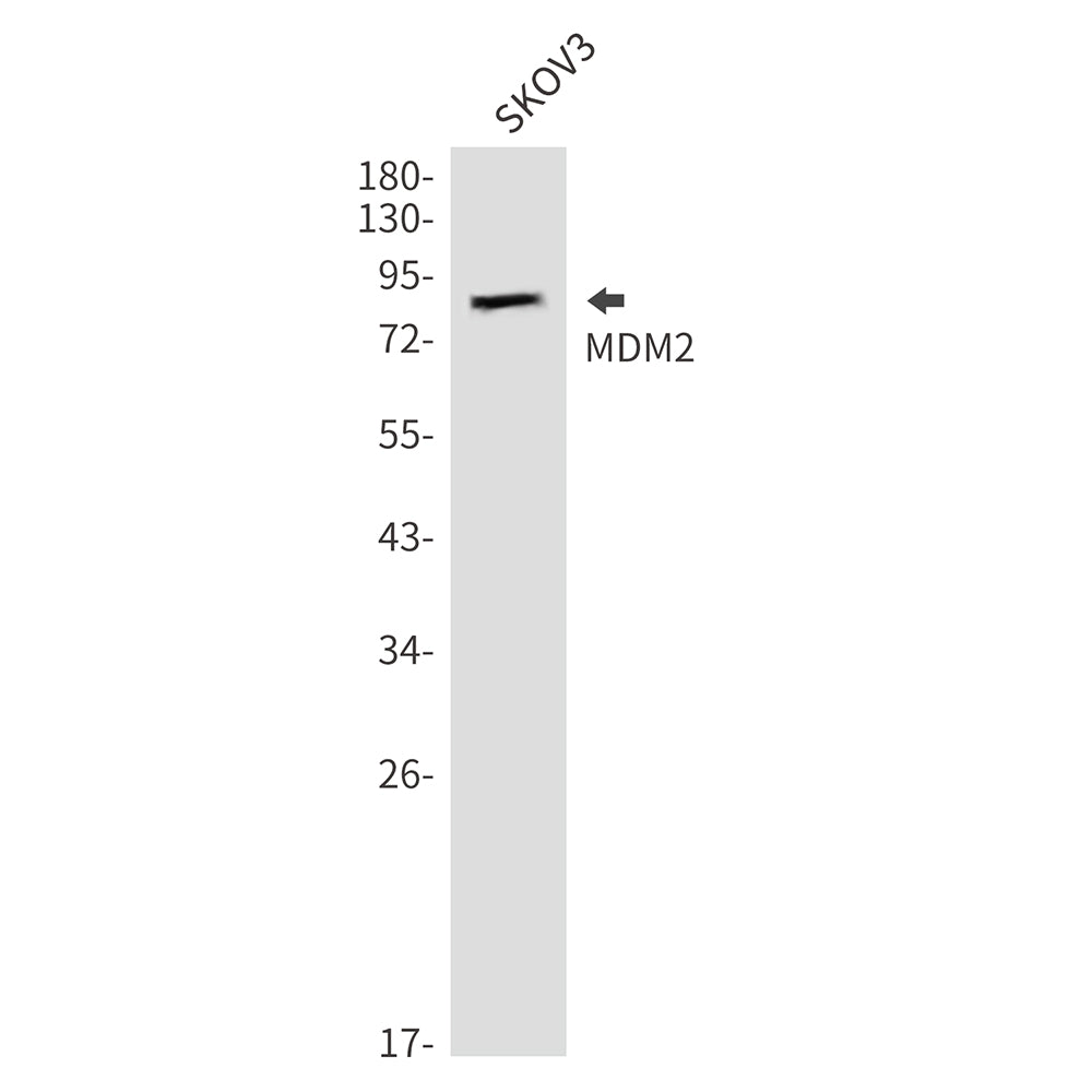 MDM2 Rabbit Polyclonal Antibody