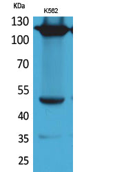 Integrin alpha 4 Rabbit Polyclonal Antibody