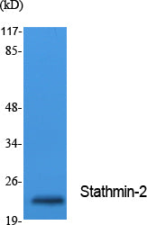 Stathmin 2 Rabbit Polyclonal Antibody