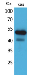 SIGLEC7 Rabbit Polyclonal Antibody