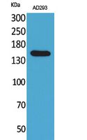 NTE Rabbit Polyclonal Antibody