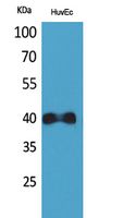 CXCR2 Rabbit Polyclonal Antibody