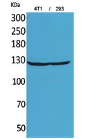 Integrin alpha 4 Rabbit Polyclonal Antibody