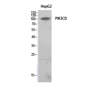 PI3 Kinase p110 delta Rabbit Polyclonal Antibody
