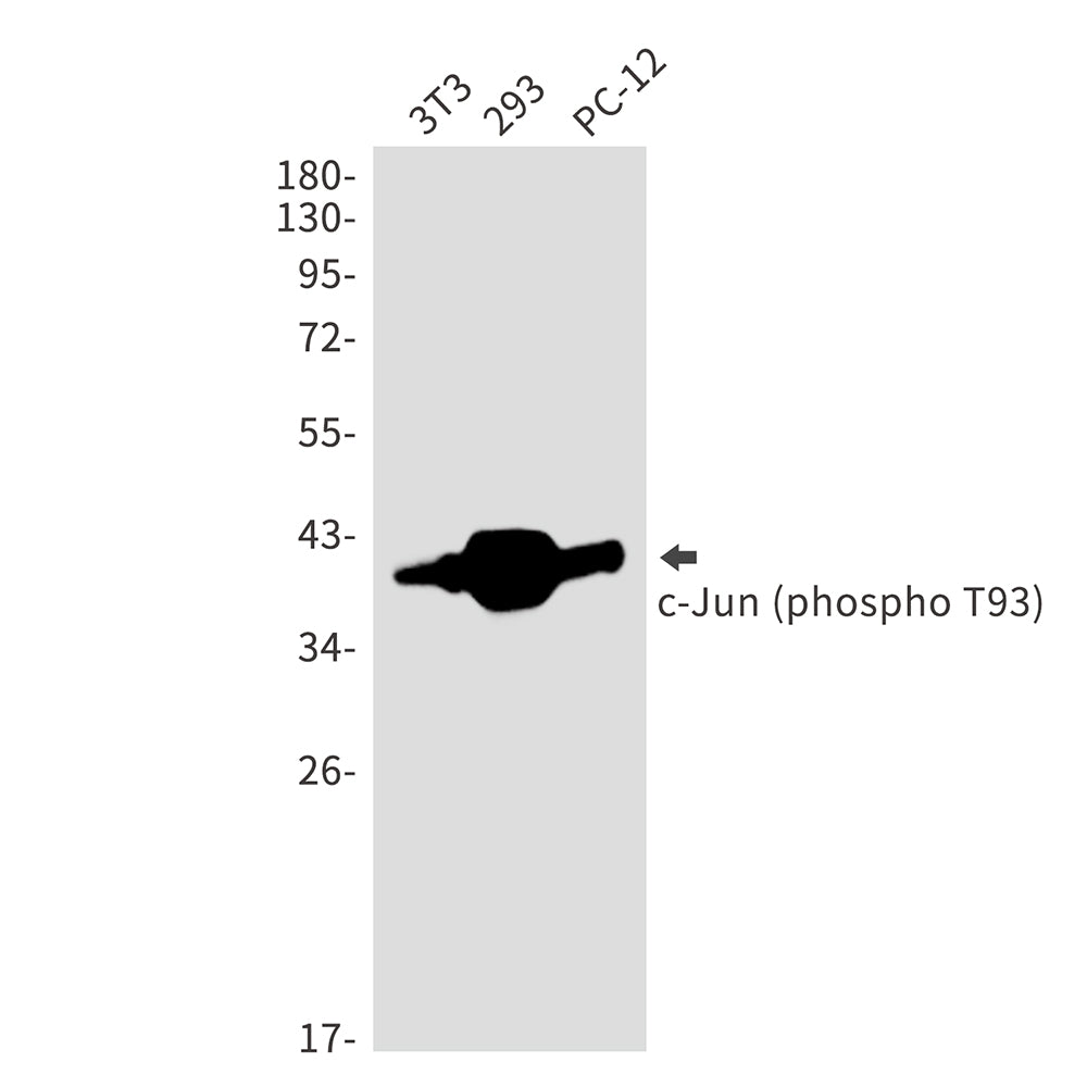 Phospho-c-Jun (Thr93) Rabbit Polyclonal Antibody