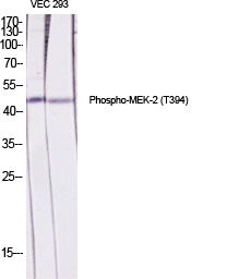 Phospho-MEK2 (Thr394) Rabbit Polyclonal Antibody