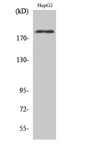 Phospho-ErbB 2 (Tyr1221/Tyr1222) Rabbit Polyclonal Antibody