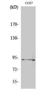 Phospho-Sp1 (Thr739) Rabbit Polyclonal Antibody
