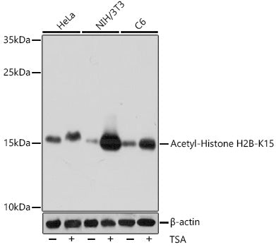 Acetyl-Histone H2B (Lys15) Rabbit Polyclonal Antibody
