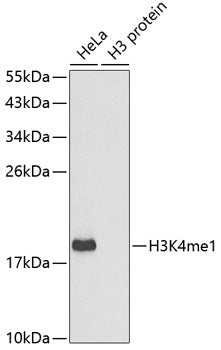 MonoMethyl-Histone H3 (Lys4) Rabbit Polyclonal Antibody