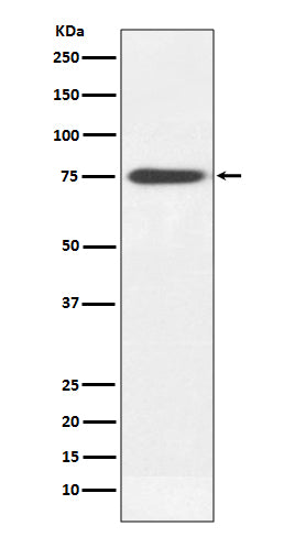 Human IgM Rabbit Polyclonal Antibody