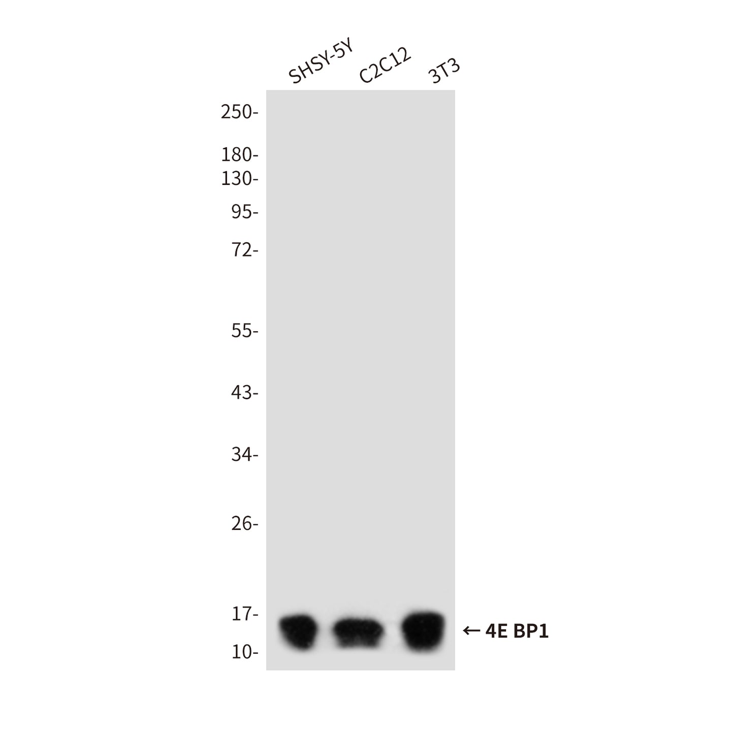 4E BP1 Rabbit Polyclonal Antibody