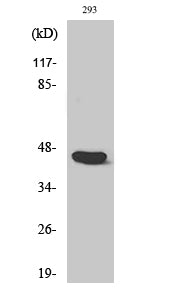 Caspase 1 Rabbit Polyclonal Antibody