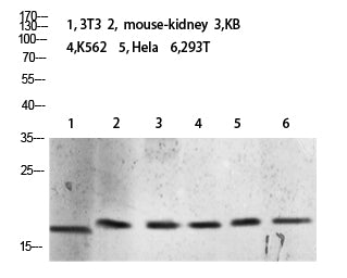 Tri-Methyl-Histone H3 (K10) Rabbit Polyclonal Antibody