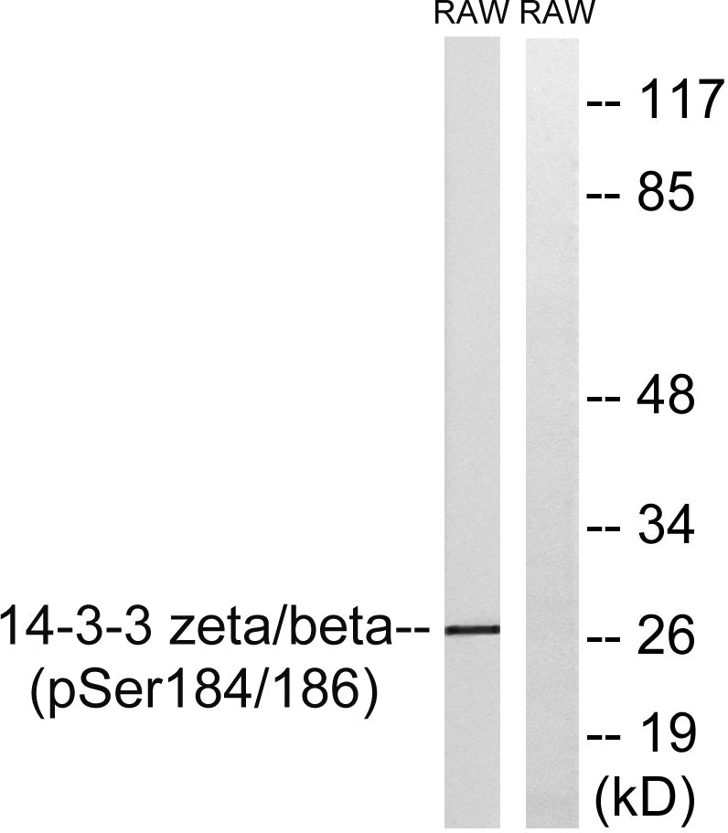 14-3-3 β/ζ (phospho Ser184/186) Rabbit Polyclonal Antibody