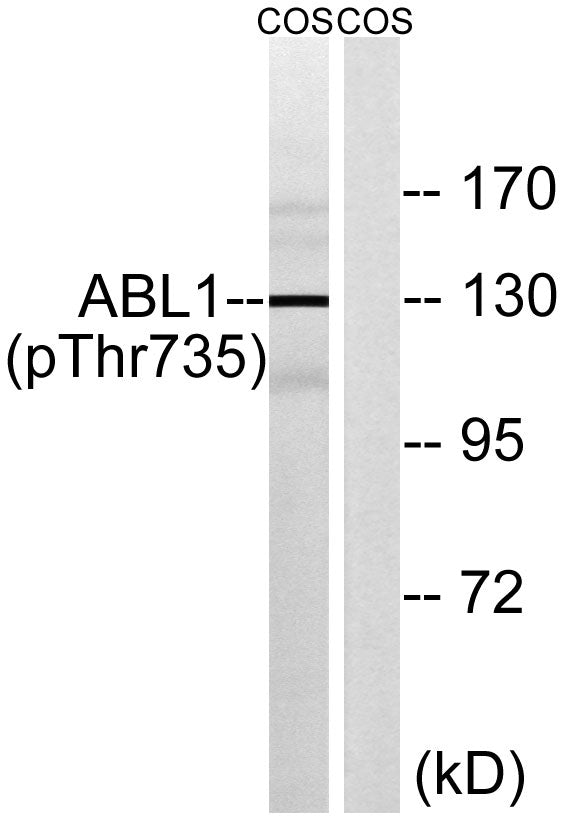Abl1 (phospho Thr735) Rabbit Polyclonal Antibody