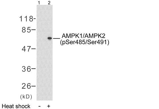 AMPKα1 (phospho-Ser485) Rabbit Polyclonal Antibody