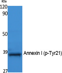 Annexin I (phospho Tyr21) Rabbit Polyclonal Antibody