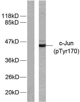 AP-1 (phospho Tyr170) Rabbit Polyclonal Antibody