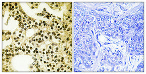 APLF (phospho Ser116) Rabbit Polyclonal Antibody