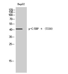 C/EBP α (phospho Thr230) Rabbit Polyclonal Antibody