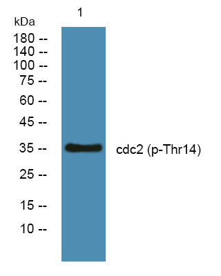 cdc2 (phospho-Thr14) Rabbit Polyclonal Antibody