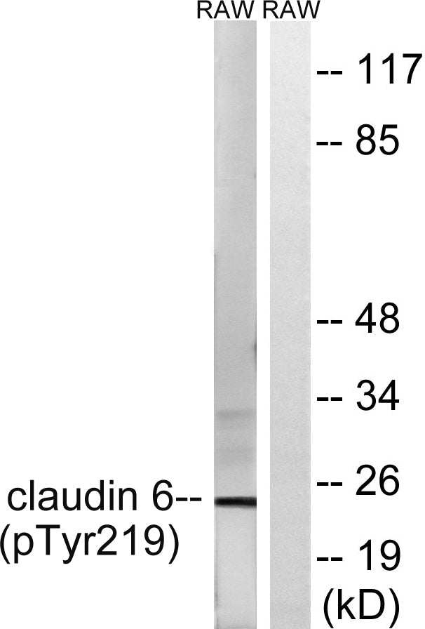 Claudin-6 (phospho Tyr219) Rabbit Polyclonal Antibody