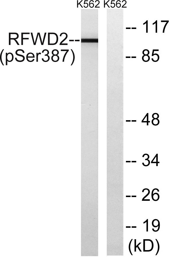 COP1 (phospho Ser387) Rabbit Polyclonal Antibody