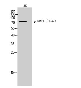 DRP1 (phospho Ser637) Rabbit Polyclonal Antibody