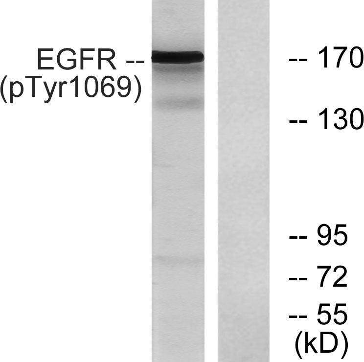 EGFR (phospho Tyr1069) Rabbit Polyclonal Antibody