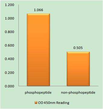 Ephrin-B1/2 (phospho Tyr329) Rabbit Polyclonal Antibody