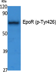 EpoR (phospho Tyr426) Rabbit Polyclonal Antibody