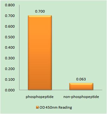 FAS (phospho Tyr291) Rabbit Polyclonal Antibody
