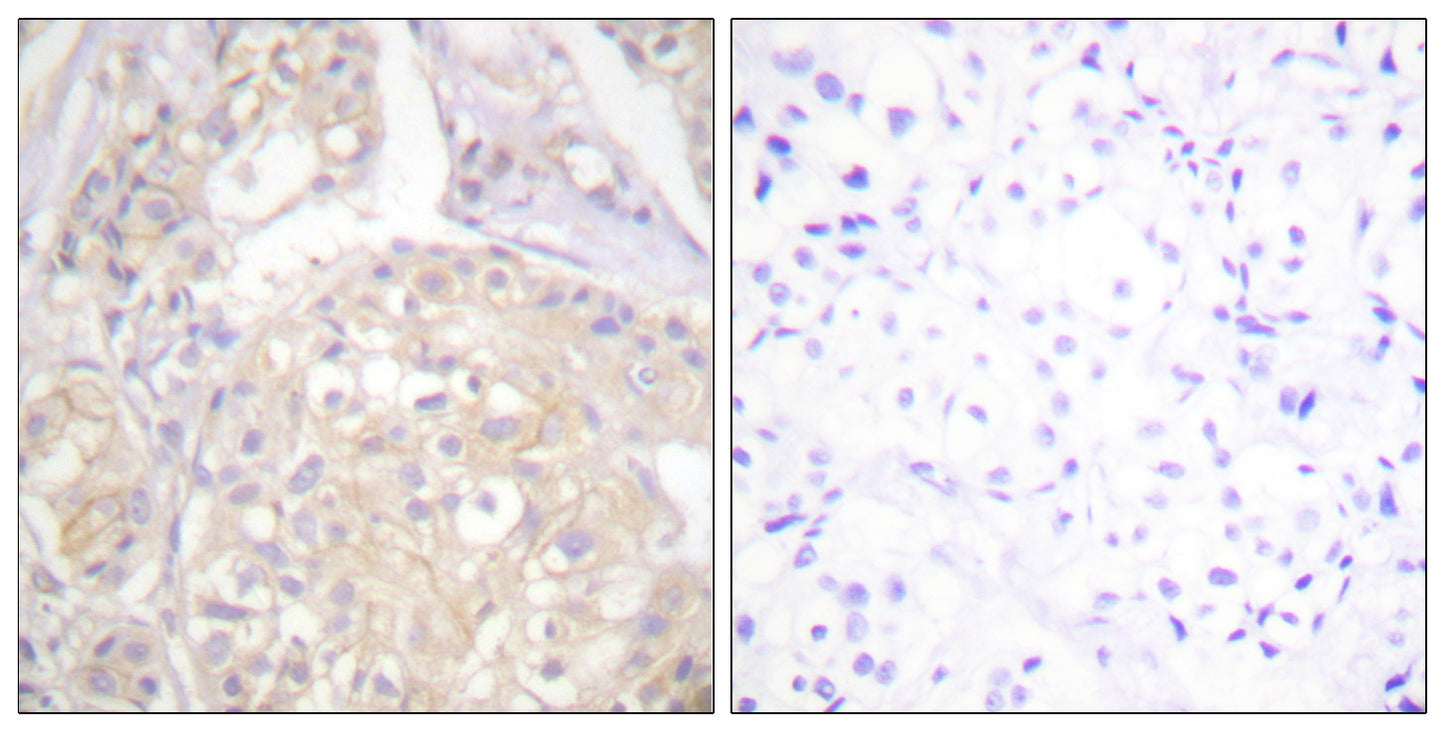 Flg (phospho Tyr766) Rabbit Polyclonal Antibody