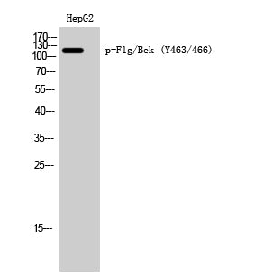 Flg/Bek (phospho Tyr463/466) Rabbit Polyclonal Antibody