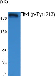 Flt-1 (phospho Tyr1213) Rabbit Polyclonal Antibody