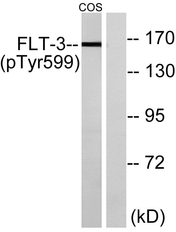 Flt3 (phospho Tyr599) Rabbit Polyclonal Antibody
